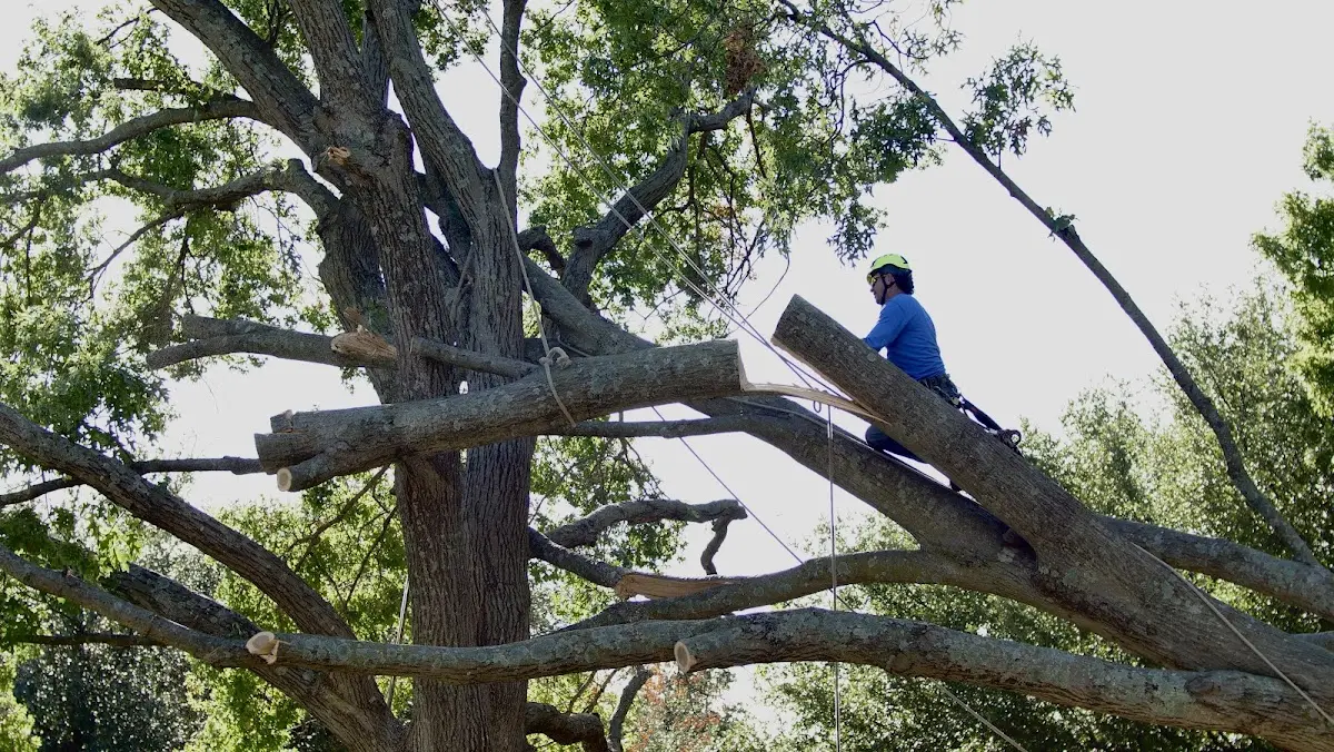Professional Crown Thinning performed by certified arborists in Squaw Lake
